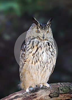 Eurasian Eagle Owls - Bubo Bubo