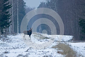 Eurasian elk