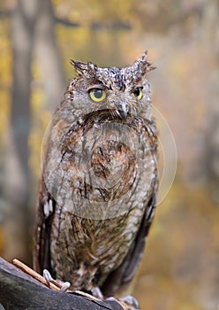 Eurasian European scops owl owl in autumn forest