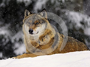 Eurasian or European wolf