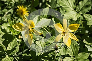 Eurasian flowering plant Yellow Star-of-Betlehem photo