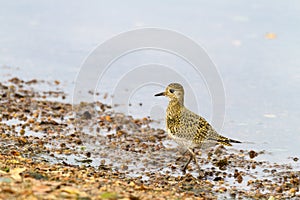 Eurasian Golden Plover Pluvialis apricaria, on beach with light background photo