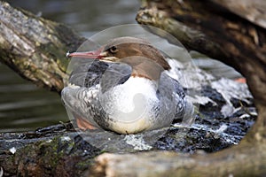 Eurasian goosander, Mergus merganser, inhabits overgrown aquatic areas