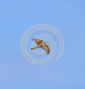 Eurasian Goshawk (Accipiter gentilis) Hunting