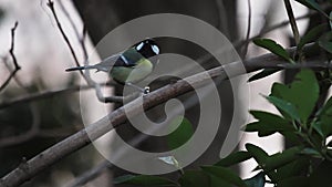 Eurasian Great Tit Bird on Tree