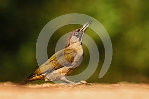 Eurasian Green Woodpecker - Picus viridis