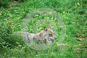 The Eurasian grey wolf Canis lupus calmly staying in the dark forest