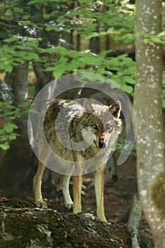 The Eurasian grey wolf Canis lupus calmly staying in the dark forest