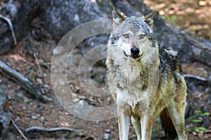 The Eurasian grey wolf Canis lupus calmly staying in the dark forest