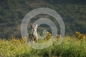 A Eurasian grey wolf Canis lupus lupus staying in the green grass, yellow flowers around