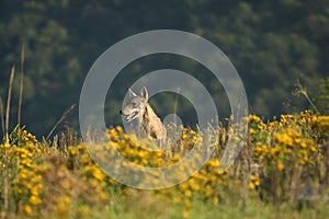 A Eurasian grey wolf Canis lupus lupus staying in the green grass, yellow flowers around