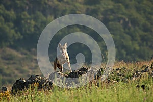 A Eurasian grey wolf Canis lupus lupus staying in the green grass with yellow flowers, on the rock and looking around