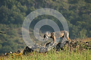 A Eurasian grey wolf Canis lupus lupus staying in the green grass with yellow flowers, on the rock and looking around