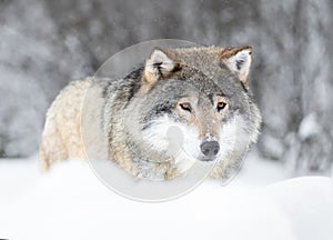 Eurasian Grey Wolf in a Snowy Scandinavian Forest