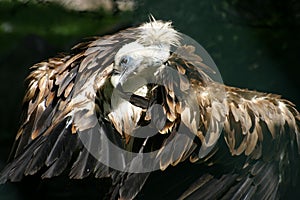 Eurasian Griffon