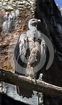 Eurasian griffon on the beam 2