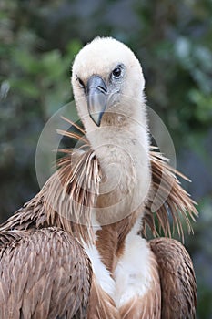 The Eurasian griffon vulture in closeup view