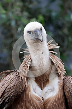 The Eurasian griffon vulture in closeup view