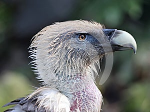 The Eurasian griffon vulture in closeup view