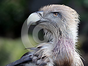 The Eurasian griffon vulture in closeup view