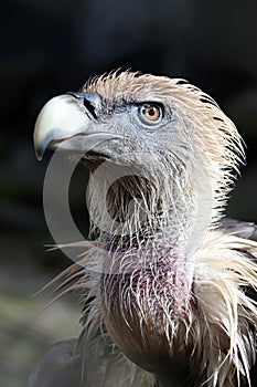 The Eurasian griffon vulture in closeup view