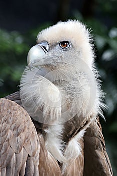 The Eurasian griffon vulture in closeup view,