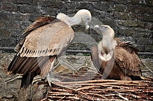 Eurasian griffon vulture (Gyps fulvus)