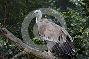 The Eurasian griffon vulture (Gyps fulvus).