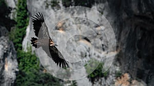 A Eurasian Griffon Vulture (Gyps Fulvus ) photo