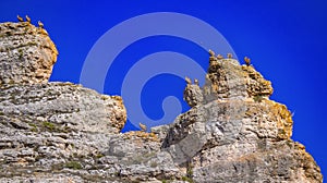 Eurasian Griffon Vulture, Spain photo