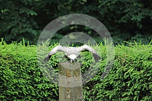 Eurasian griffon vulture