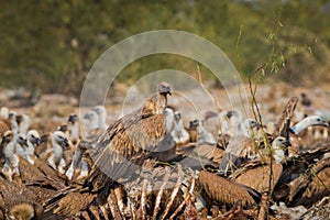 Eurasian Griffon vultures Gyps fulvus flocks flying and sitting on carcass