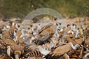 Eurasian Griffon vultures Gyps fulvus flocks flying and sitting on carcass