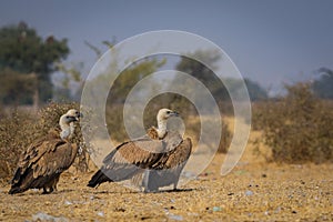 Eurasian Griffon vultures Gyps fulvus flocks flying and sitting on carcass