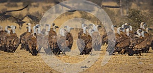 Eurasian Griffon vultures Gyps fulvus flocks flying and sitting on carcass