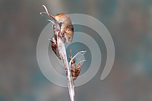 Eurasian harvest mouse