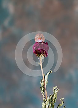 Eurasian harvest mouse