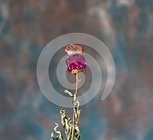 Eurasian harvest mouse