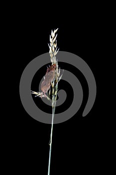 Eurasian harvest mouse