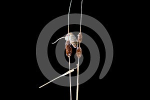 Eurasian harvest mouse