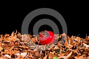 Eurasian harvest mouse