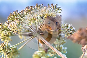 Eurasian Harvest mouse feeding on seeds