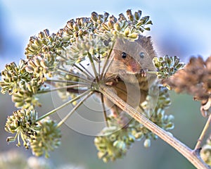 Eurasian Harvest mouse foraging on seeds