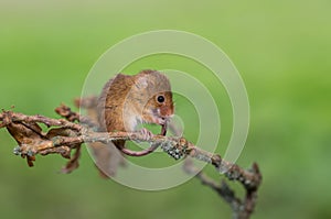 An Eurasian harvest mouse grooming its tail