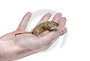 Eurasian harvest mouse on hand, Micromys minutus