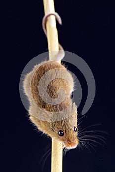 Eurasian harvest mouse (Microbes minutus)