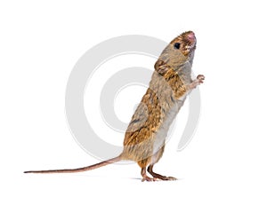 Eurasian harvest mouse Micromys minutus