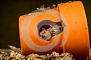 Eurasian harvest mouse Micromys minutus