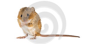 Eurasian harvest mouse, Micromys minutus, grooming