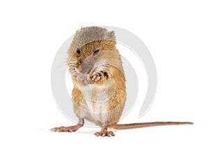 Eurasian harvest mouse, Micromys minutus, grooming